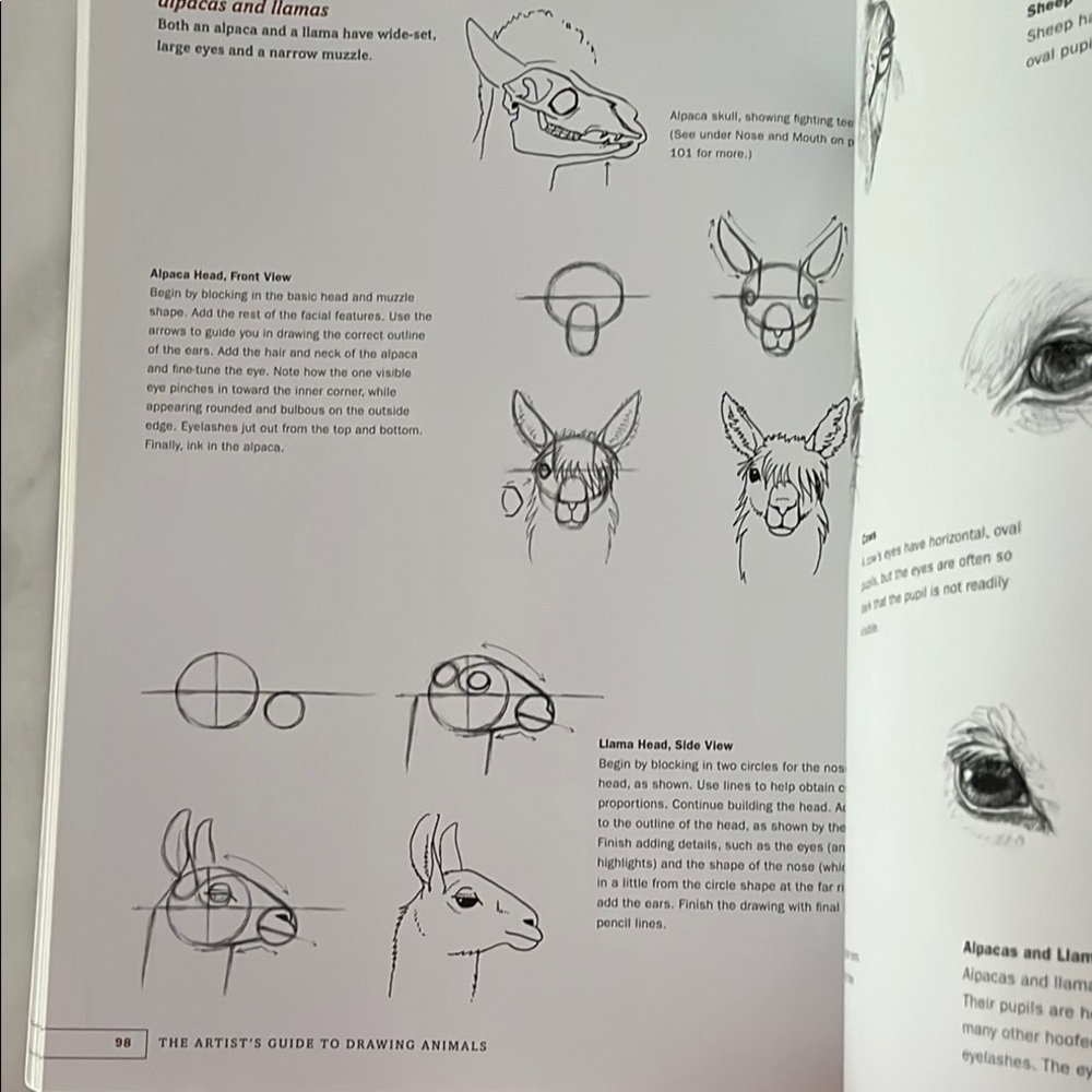 The Artist's Guide to Drawing Animals by J. C. Amberlyn - Picture 14 of 16